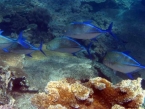 Wonders of the Barrier Reef